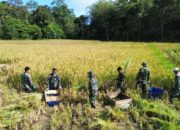 Satgas Yonzipur 8/SMG Bersinergi dengan Masyarakat, Lancarkan Panen Padi di Perbatasan