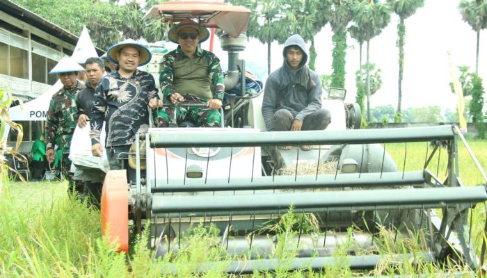 Sukseskan program ketahanan pangan, Pomdam XIV/Hsn laksanakan panen padi ke 2 Kalinya