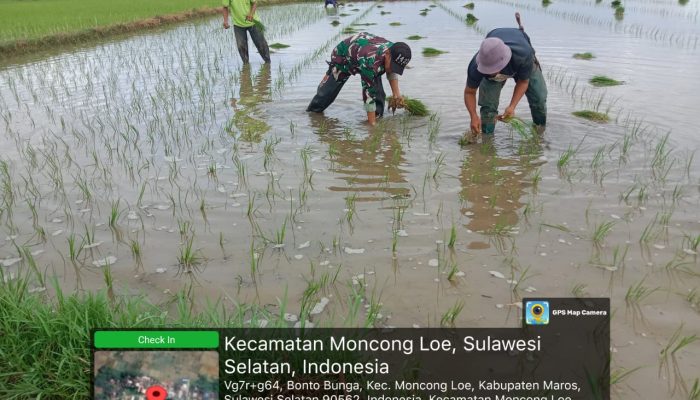 Sertu Muh. Yusuf Babinsa Desa Moncongloe Bantu Warga Tanam Padi